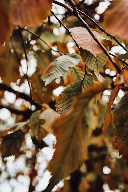 Free Foliage Mobile Wallpaper 4K photo and picture