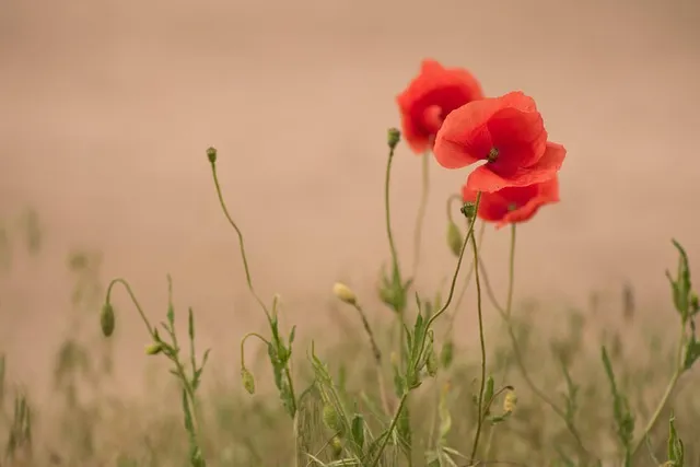Free Poppy Flower Wallpaper photo and picture
