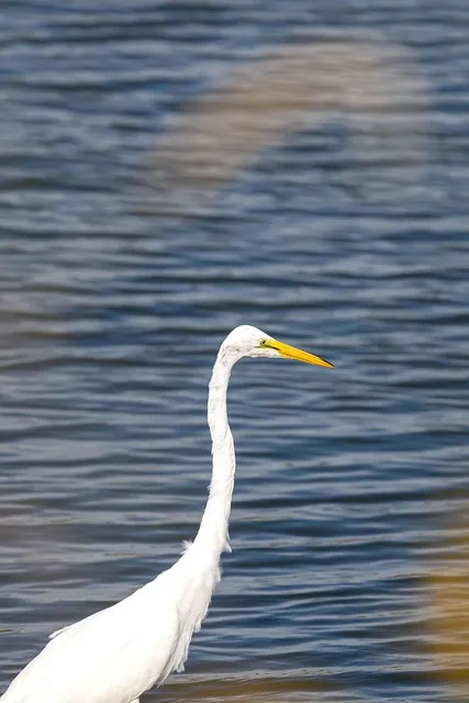 Free Birds Phone Wallpaper photo and picture