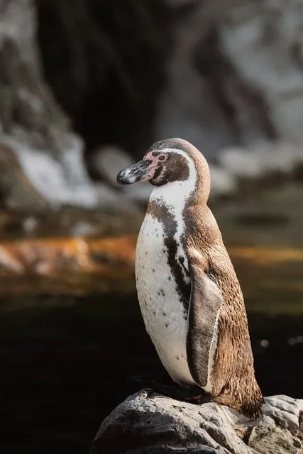 Free Penguin Humboldt Penguin photo and picture