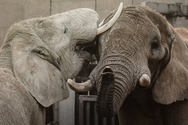 Free Elephants Close-Up photo and picture