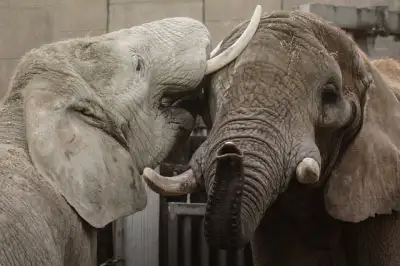 Free Elephants Close-Up photo and picture