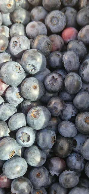 Free Blueberries Fruit photo and picture