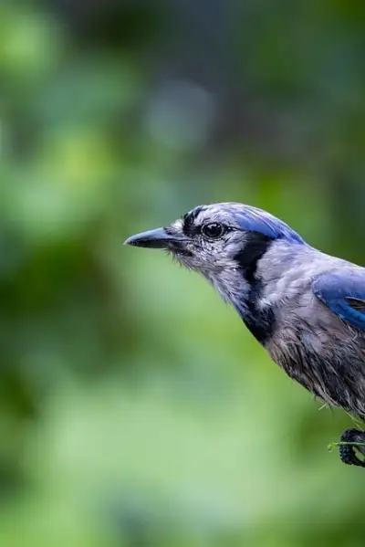 Free Mohan Nannapaneni photo and picture