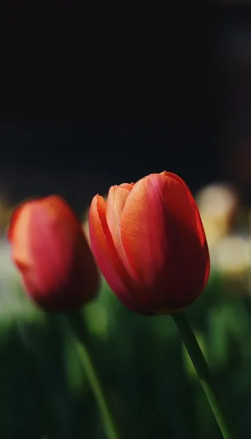 Free Spring Mobile Wallpaper photo and picture