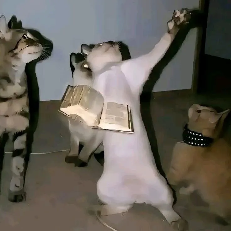 three cats playing with an open book and another cat looking up at the same person