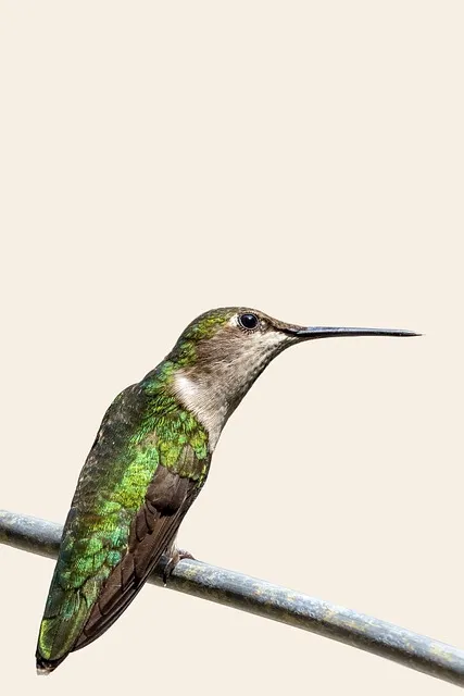 Free Hummingbird Bird photo and picture