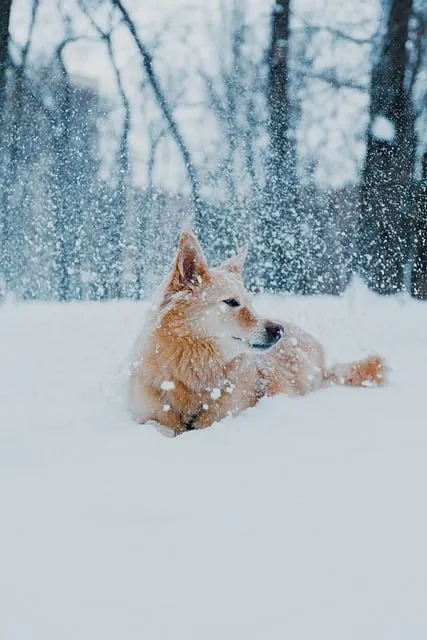 Free Dog Pet photo and picture