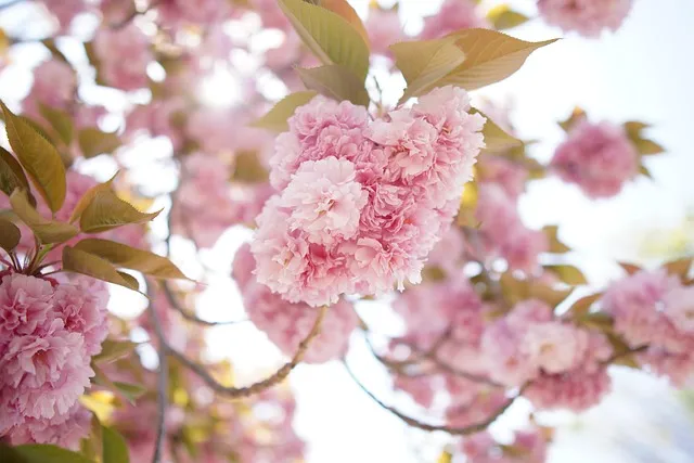 Free Cherry Blossoms Flowers photo and picture