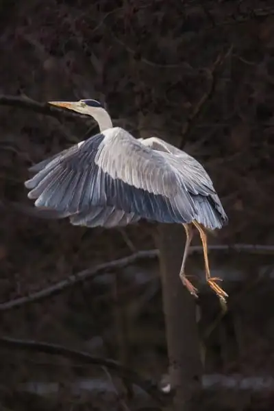 Free Grey Heron Bird photo and picture