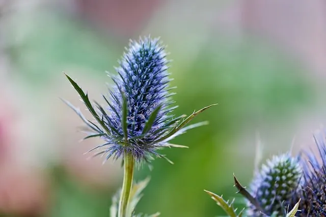 Free Sea Holly Eryngium photo and picture