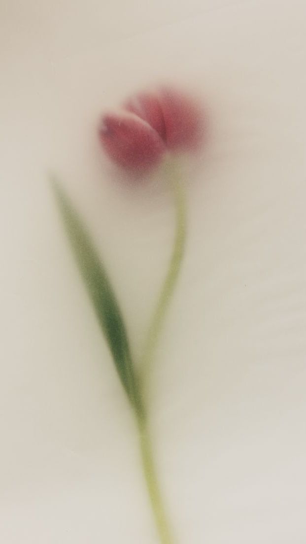 Blurred Red Tulip