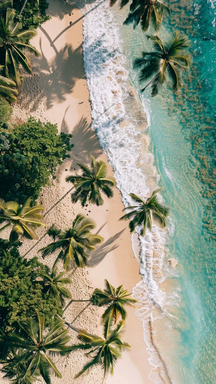 Palm Tree Beach Drone
